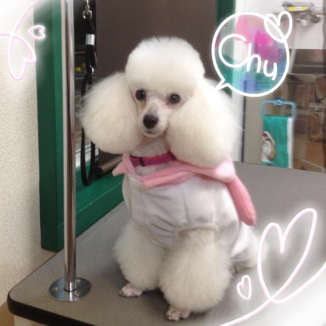 aprico toutouの看板犬 あんずちゃん