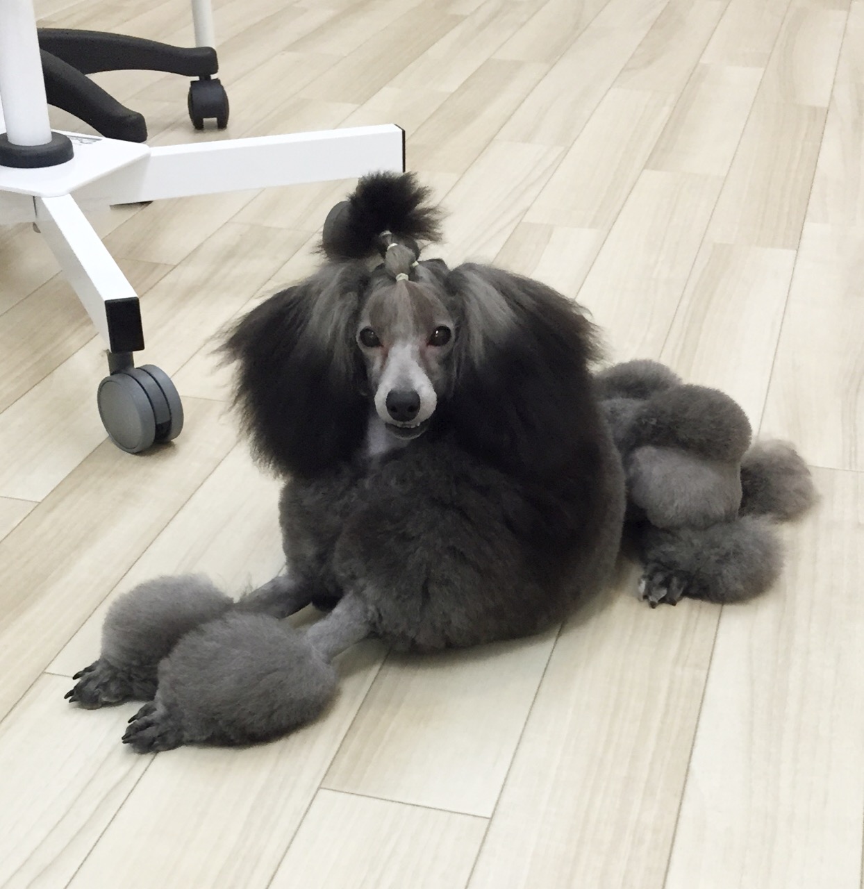 aprico toutouの看板犬 あずきちゃん